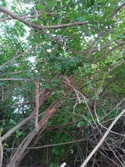 Pithecellobium unguis-cati