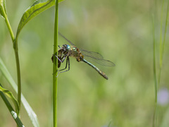 Cordulia aenea aenea