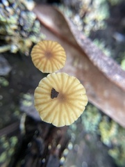 Lichenomphalia