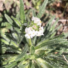 Cryptantha intermedia