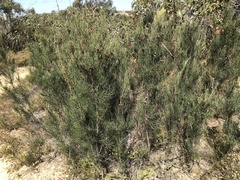 Allocasuarina muelleriana