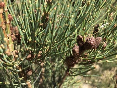 Allocasuarina muelleriana