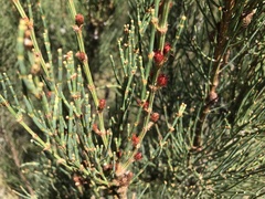 Allocasuarina muelleriana