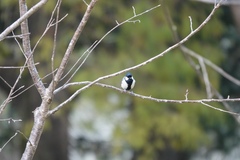Parus minor commixtus