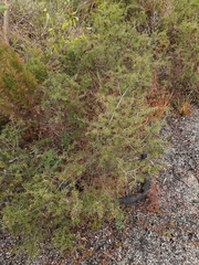 Acacia ulicifolia