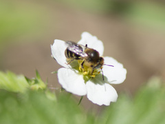 Anthophora bimaculata