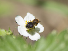 Anthophora bimaculata