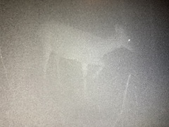 Odocoileus virginianus