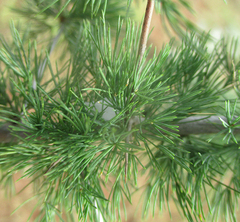 Asparagus suaveolens