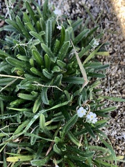 Johnstonella angustifolia
