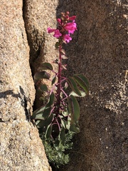 Penstemon clevelandii clevelandii