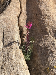 Penstemon clevelandii clevelandii