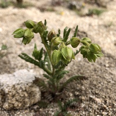 Emmenanthe penduliflora penduliflora