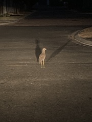 Burhinus capensis capensis