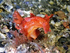 Plocamopherus imperialis