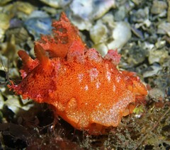 Plocamopherus imperialis