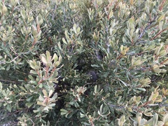 Banksia ornata