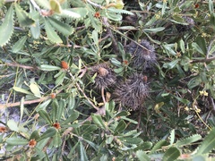 Banksia ornata
