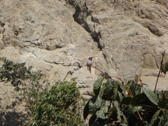 Myrtis fanny