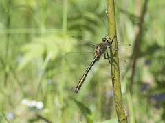 Cordulia aenea aenea