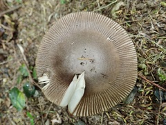 Amanita pekeoides