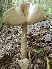 Amanita pekeoides