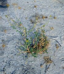 Cleomella palmeri