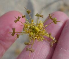 Cleomella palmeri