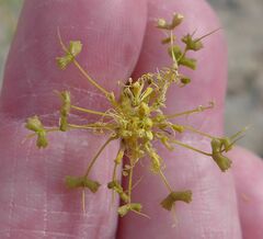 Cleomella palmeri