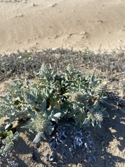 Cirsium rhothophilum