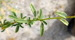 Cleomella palmeri