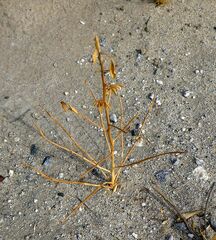 Cleomella palmeri