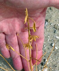 Cleomella palmeri