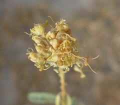 Cleomella palmeri