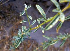 Cleomella palmeri
