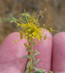 Cleomella palmeri