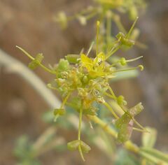 Cleomella palmeri
