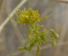 Cleomella palmeri