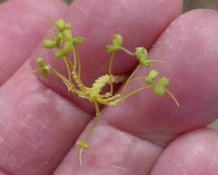 Cleomella palmeri