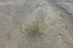 Cleomella palmeri