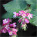 Chaparral Currant - Photo (c) Julia Markey, some rights reserved (CC BY-NC), uploaded by Julia Markey