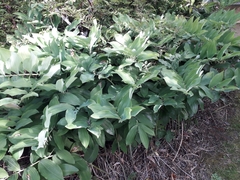 Polygonatum