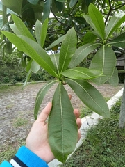 Alstonia
