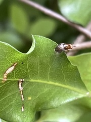 Steganopsis melanogaster