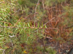 Acacia ulicifolia