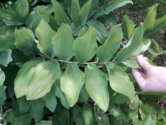 Polygonatum