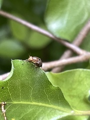 Steganopsis melanogaster