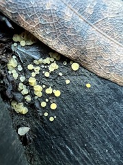 Calycina claroflava