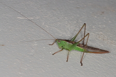 Conocephalus caudalis