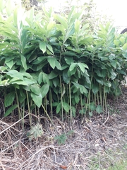 Polygonatum
